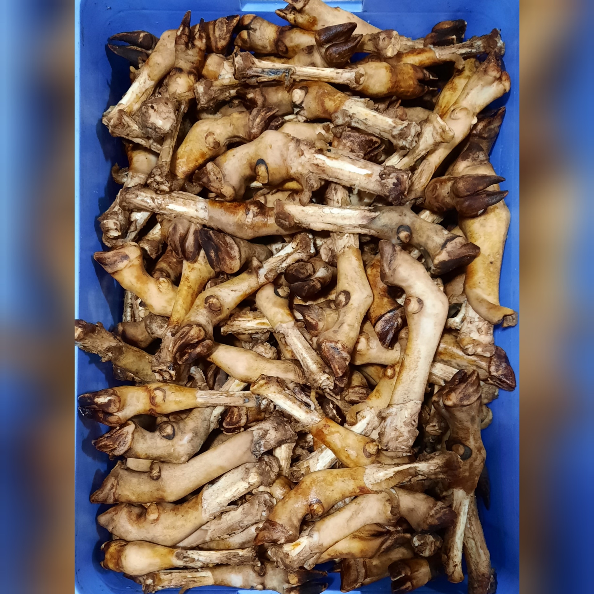 پاچه گوسفندی