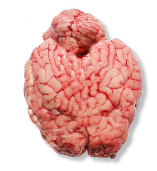 مغز گوسفندی